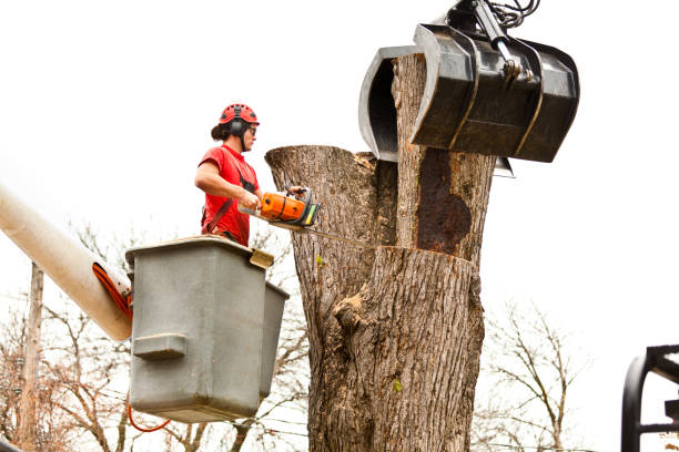 Best Tree Cabling and Bracing  in Clay City, IN